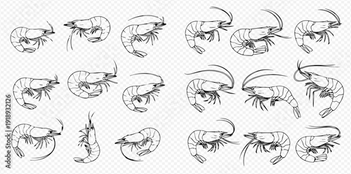 Set of hand drawn shrimp illustrations in various poses, perfect for seafood menus or culinary designs.