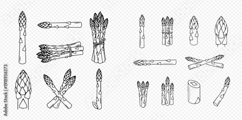 Set of hand drawn asparagus spears and bundles in various arrangements, line art illustration.