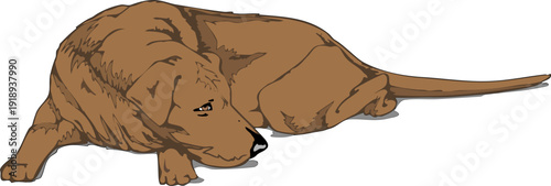 Realistic Brown Dog Lying on Floor – Domestic Pet Animal Vector Illustration
