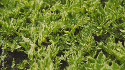 Seamless texture of raspberry leaves. Juicy and green raspberry leaves.