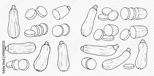 Set of hand-drawn zucchini and sliced pieces, line art vector illustration for culinary and healthy eating concepts.