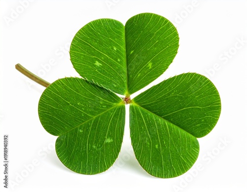 Clover isolated on white background, St. Patrick's Day symbol, clipping path, 