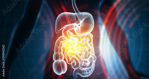 A comprehensive medical illustration showing the human digestive system with labeled organsâ€”including the stomach, liver, and intestines. 3d illustration