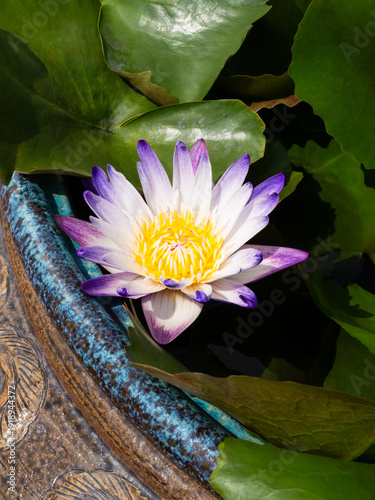 Lotus flower in Bangkok, Kingdom of Thailand.