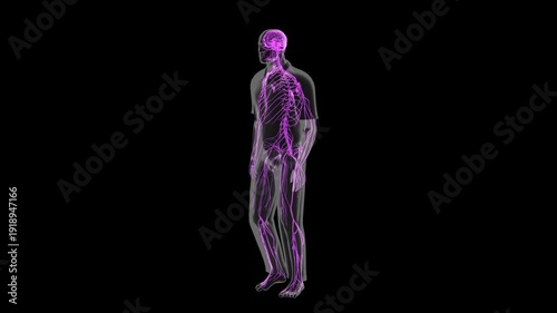 Human Nervous System Walking Profile View Isolated