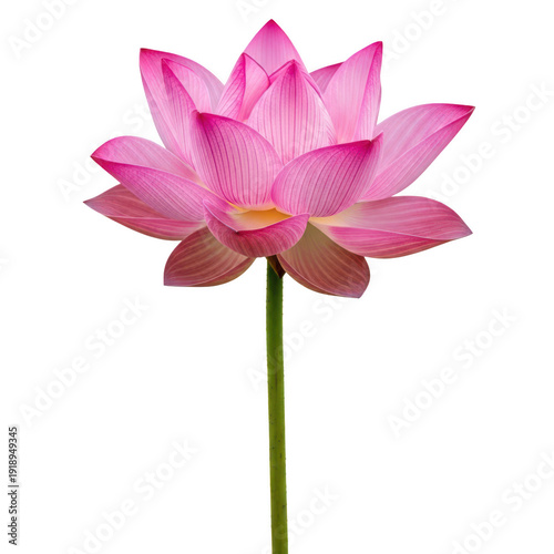 A vibrant pink lotus flower blooming in a serene pond setting.