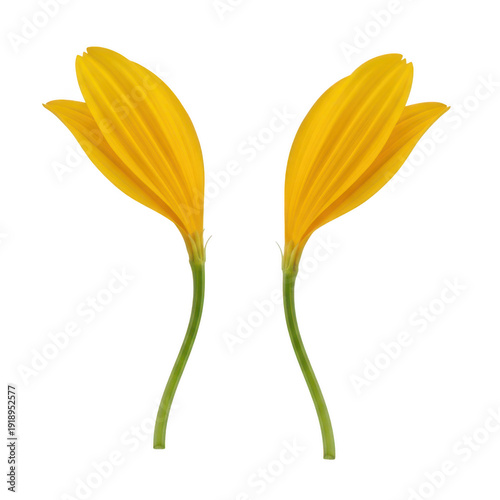 Two vibrant yellow flowers with green stems and leaves against a white background