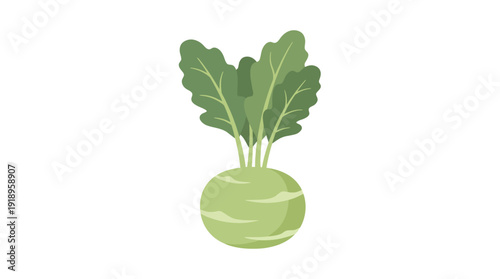 Green Kohlrabi Vegetable d flat vector isolated white background