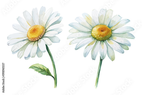 Oxeye Daisy Watercolor Bloom, Rustic Meadow Wildflower Illustration Isolated on White