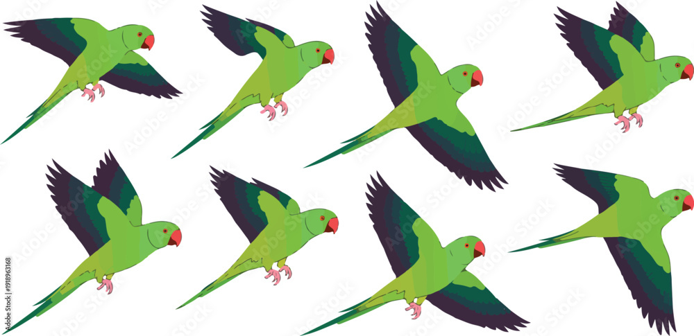 Fototapeta premium Indian Ringneck Parrot Vector Set Eight Green Birds in Flight and Perched