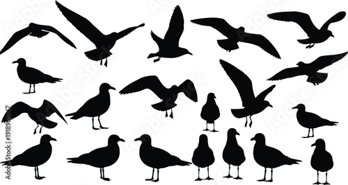 Seagull silhouettes collection with flying and standing poses isolated on white background bird wildlife vector illustration set