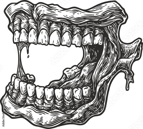 detailed vintage illustration of human jaw bones with teeth and gums anatomy
