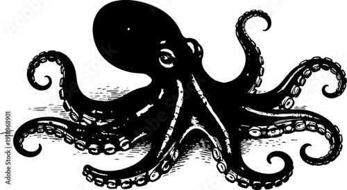 Black octopus illustration with curled tentacles marine animal drawing in vintage engraving