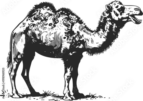 Detailed black and white illustration of a single camel standing and looking to the side