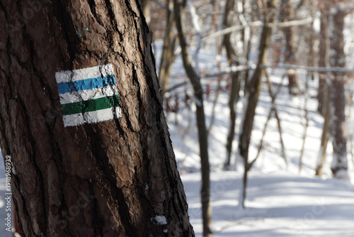 Winter forest in Poland under snow. Thick snow covers paths and branches, sparkles in the sunlight. Signs on the bark of a tree showing way on a trail.