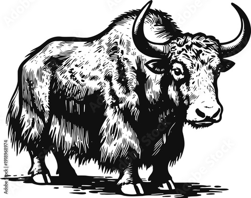 Black and white illustration of a yak with large curved horns and shaggy fur standing on the ground