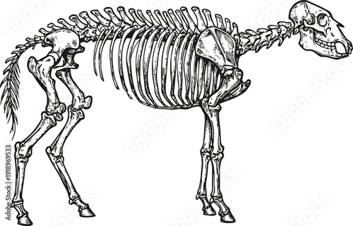 Detailed animal skeleton illustration showing full bone structure in black and white