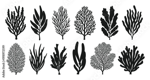 Collection of Black Silhouette Seaweed and Algae