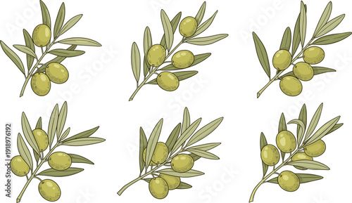 Olive branch botanical illustration set. Six green olive branches in symmetrical layout. Clean minimalist vector isolated on white background.