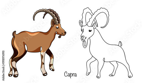 Capra