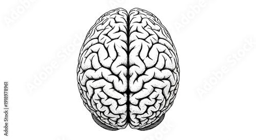 Top-down view of the human brain, showcasing its intricate structure and neurological pathways, a symbol of intelligence and cognition