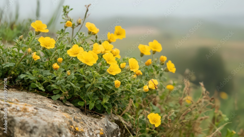 Obraz premium Cluster of Bright Yellow Wildflowers Blooming on Rocky Terrain in a Scenic Natural Landscape