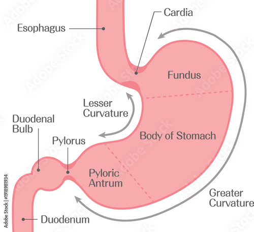 Stomach Anatomy Diagram Showing Fundus Body and Pylorus Structure