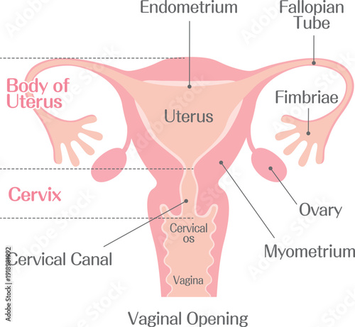 Uterus Anatomy Diagram with Cervix Ovaries and Fallopian Tubes