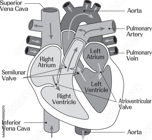 Human Heart Anatomy Diagram with Labeled Chambers and Major Blood Vessels