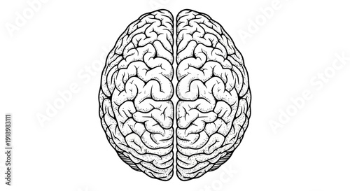 Top view of a human brain showing its intricate structure, representing knowledge, memory, and intelligence
