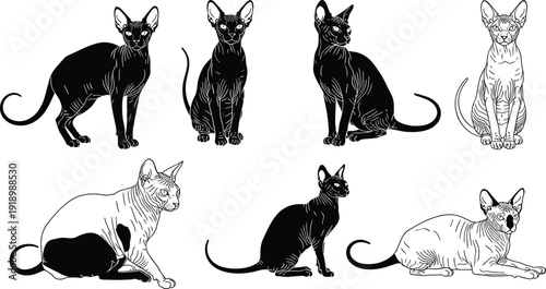 Black and white vector silhouette and outline set of hairless Sphynx cats in various sitting standing and lying poses for pet care and feline branding