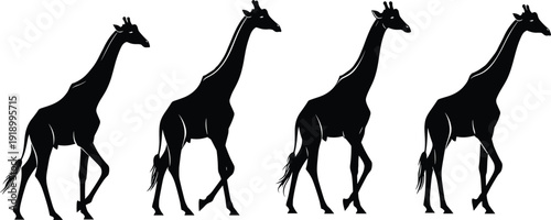 Set of giraffe silhouettes walking in different poses isolated on white background, African wildlife animal collection for nature and safari design