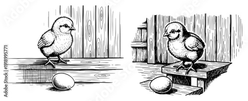 Vintage style hand drawn illustration of a small baby chick standing on wooden steps near a white egg