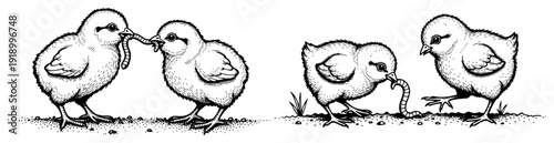 Engraving style illustration of small baby chicks eating a worm on the ground