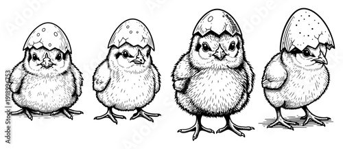Hand drawn woodcut style illustration of four cute baby chicks with eggshells on their heads