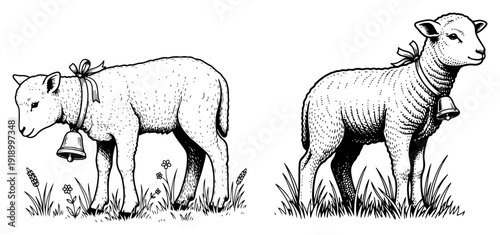 Hand drawn woodcut style illustration of two small lambs with bells in a spring meadow