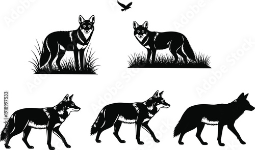 Wolf silhouette collection showing standing and walking wild canine poses with grass elements isolated on white background for wildlife illustration logo and vector design