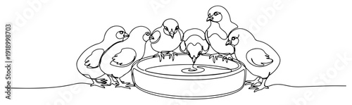 Continuous line drawing of a group of baby chicks drinking water from a bowl