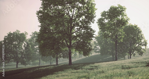 Photography A tranquil landscape features tall trees spread across a gently rolling terrain bathed in soft morning light