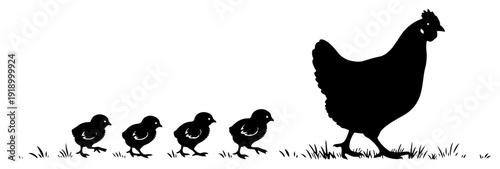Silhouette of a mother hen walking with four small baby chicks in the grass