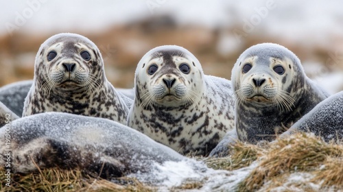 Arctic harbor seals resting on snowy shore, focused faces, blurred background