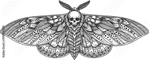 Vintage style black and white line art illustration of a detailed moth with intricate wing patterns