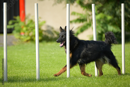 Fotografía Dog is running slalom on his agility training on agility summer camp czech agility slalom