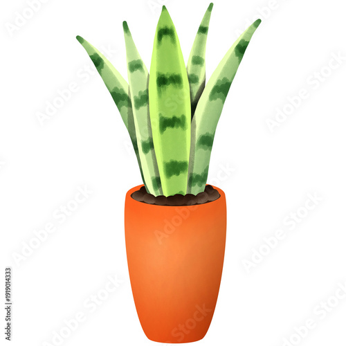 Snake Plant in a pot