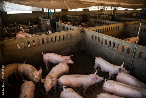 Принти на полотні High angle view of a group of domestic pigs standing closely together inside a concrete pen at a commercial livestock farm