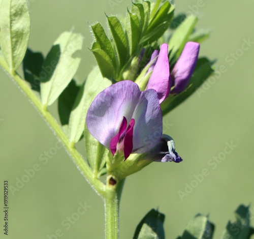 Bild auf Leinwand Vicia sativa (common vetch) wild flowering plant