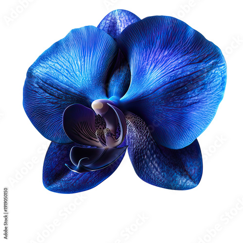 A vibrant blue orchid flower on transparent background