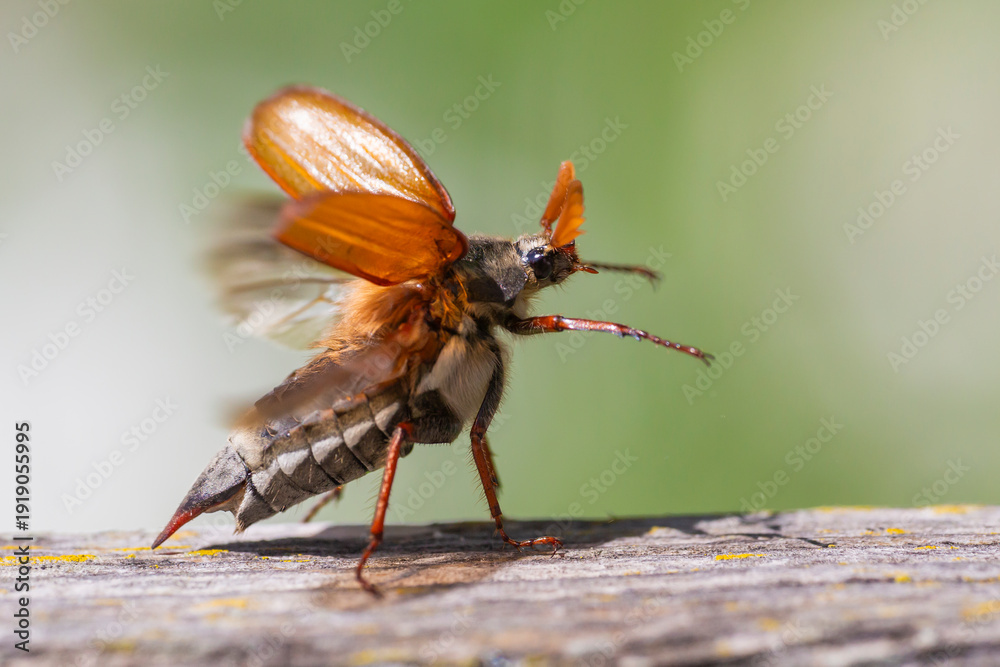 Φωτογραφία Common cockchafer (Melolontha melolontha) in Switzerland
