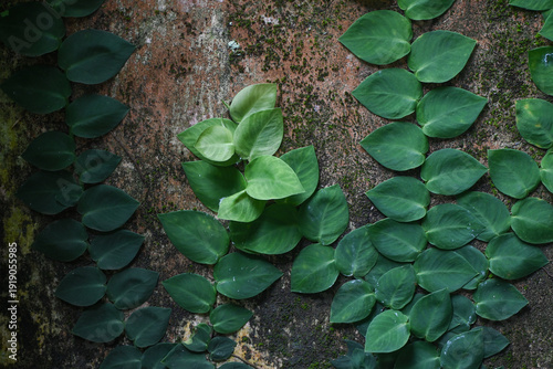 Green vine leaves on textured stone wall background