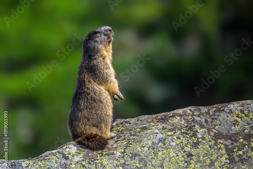 Alpine marmot (Marmota marmota) at Binntal Nature Park (Valais, Switzerland)